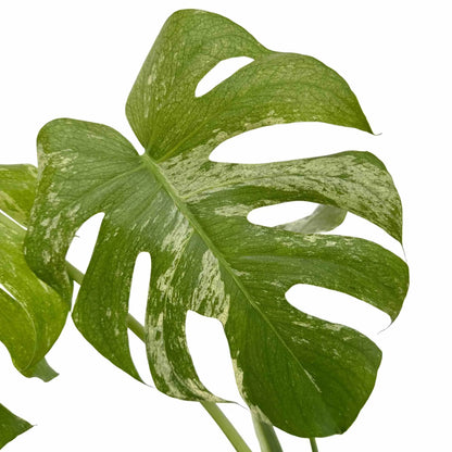 monstera full mint Monstera Deliciosa Mint Variegated Foliage Rarity – plantandstories