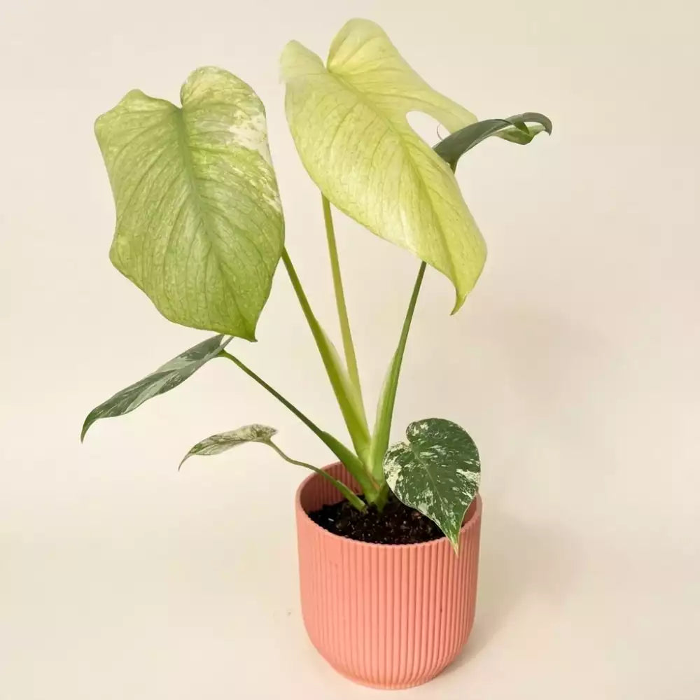 le monstera deliciosa Monstera Deliciosa Mint Feuillage Panaché Rareté – plantandstories