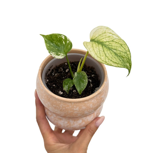 Monstera Deliciosa White Monster