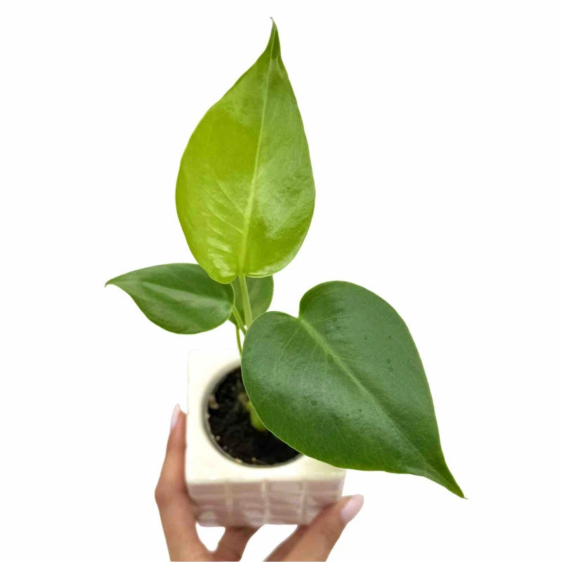 Monstera Deliciosa