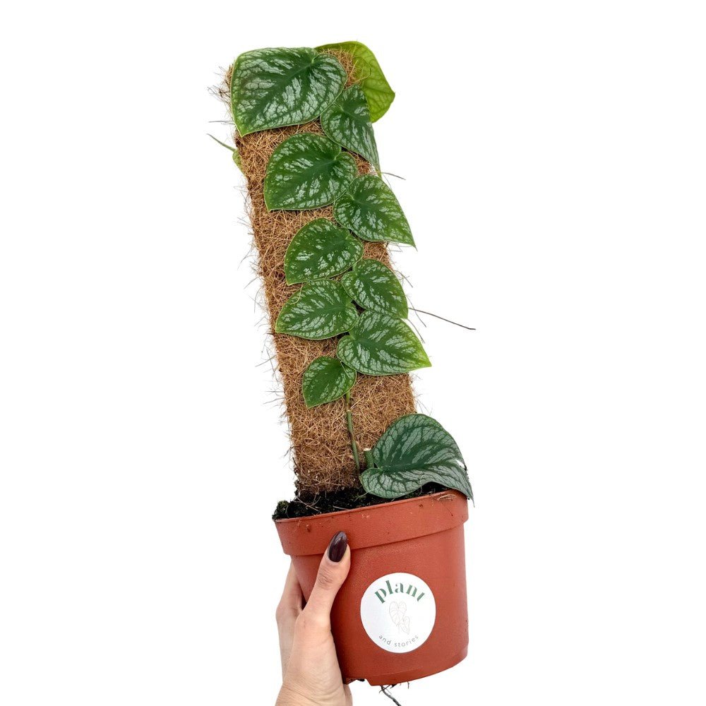 Monstera Dubia grimpante aux feuilles vert argenté sur un tuteur en fibre de coco dans son pot en terre cuite