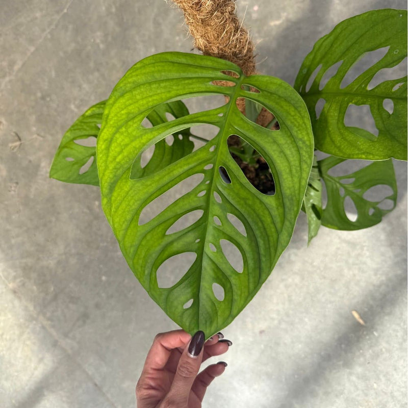 Monstera Esqueleto