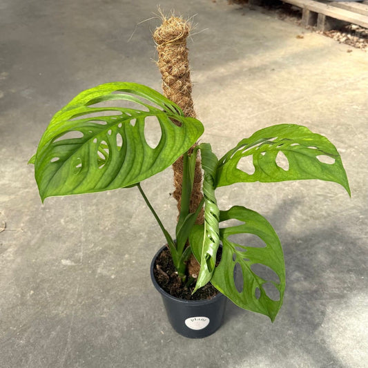 Monstera Esqueleto