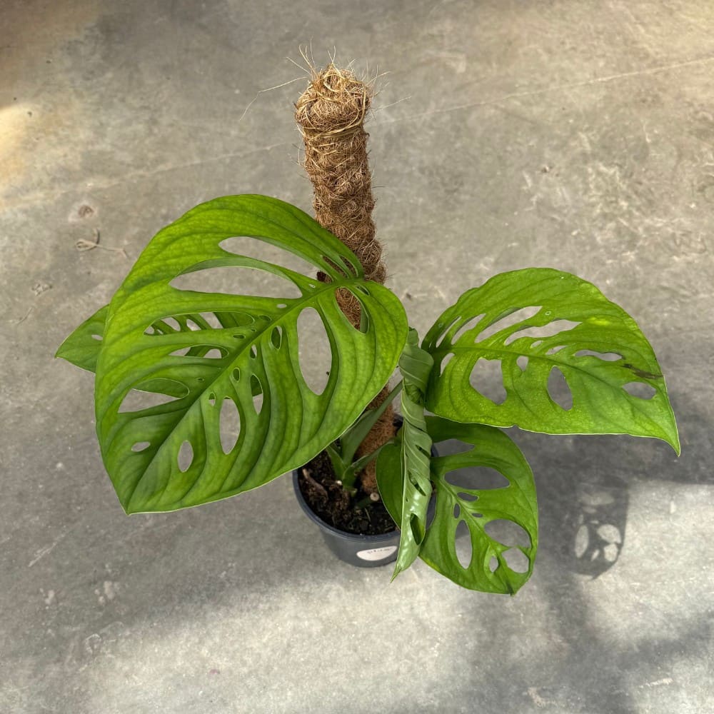 Monstera Esqueleto – plantandstories