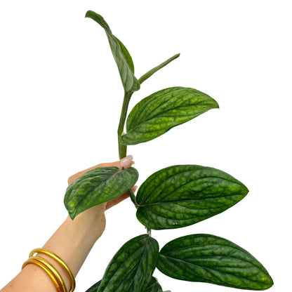 Monstera Karstenianum
