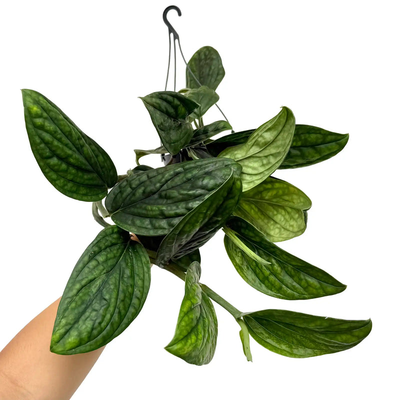 Monstera Karstenianum