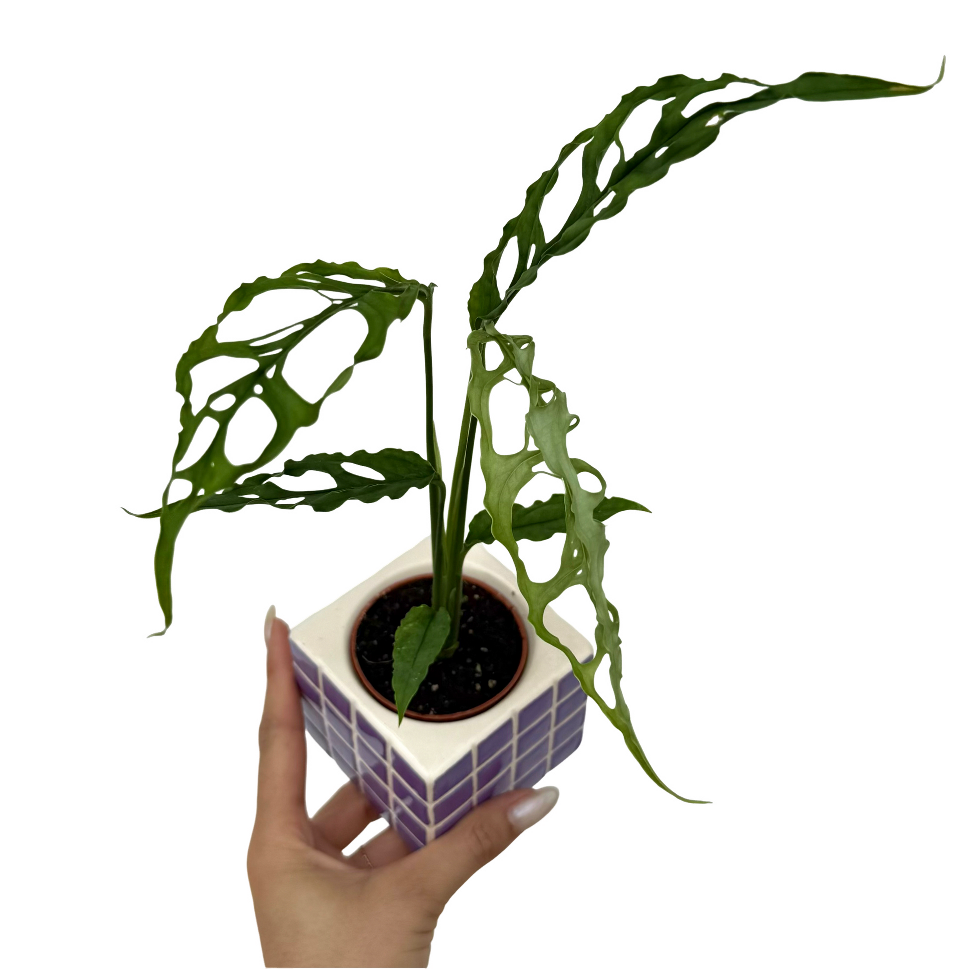 philodendron monstera peru Monstera Obliqua Peru Rare Cutting Perforated Leaves – plantandstories