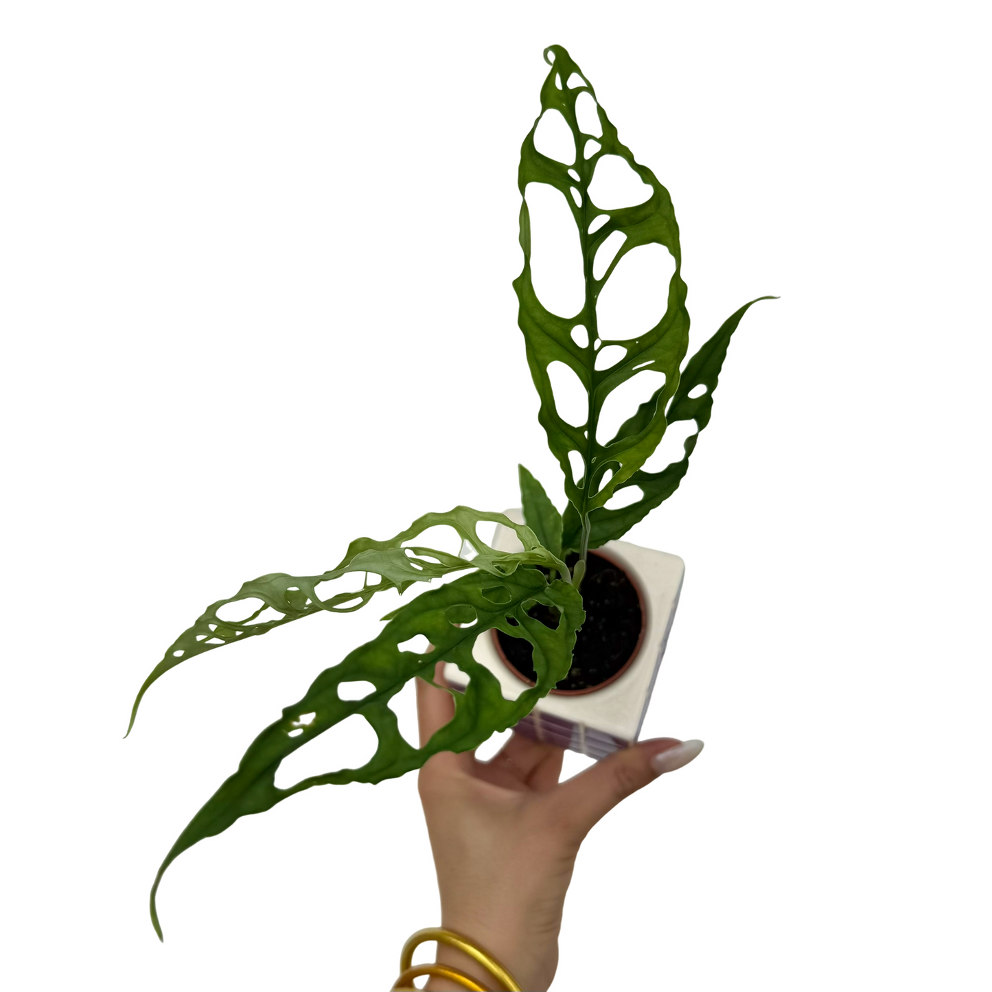 Monstera Obliqua Peru