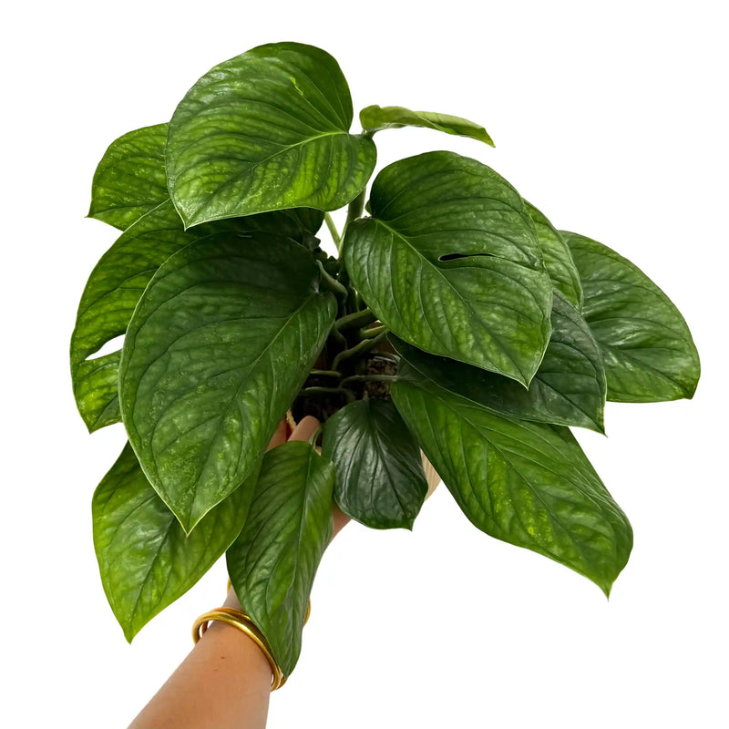 Monstera Pinnatipartita