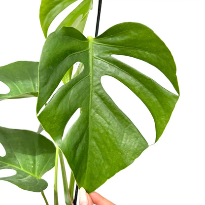 Monstera Deliciosa 'Sierrana'