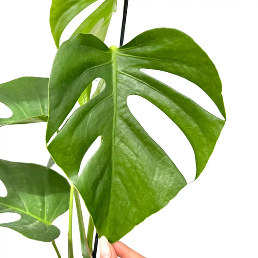 Monstera Deliciosa 'Sierrana'
