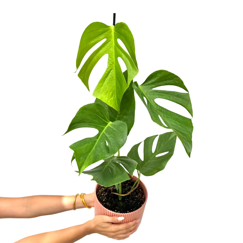 Monstera Deliciosa 'Sierrana'