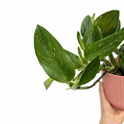 Monstera Standleyana