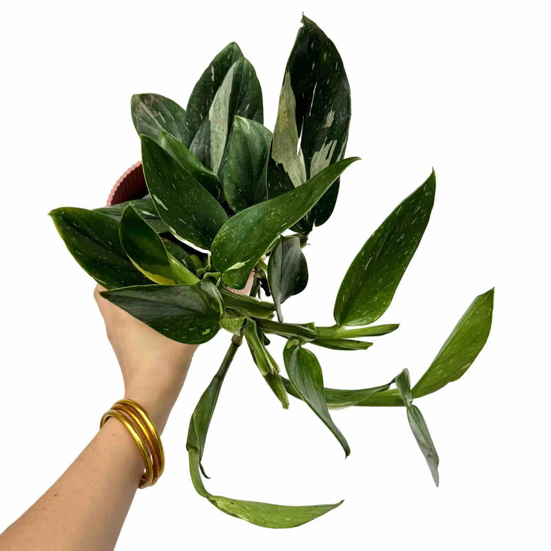 Monstera Standleyana