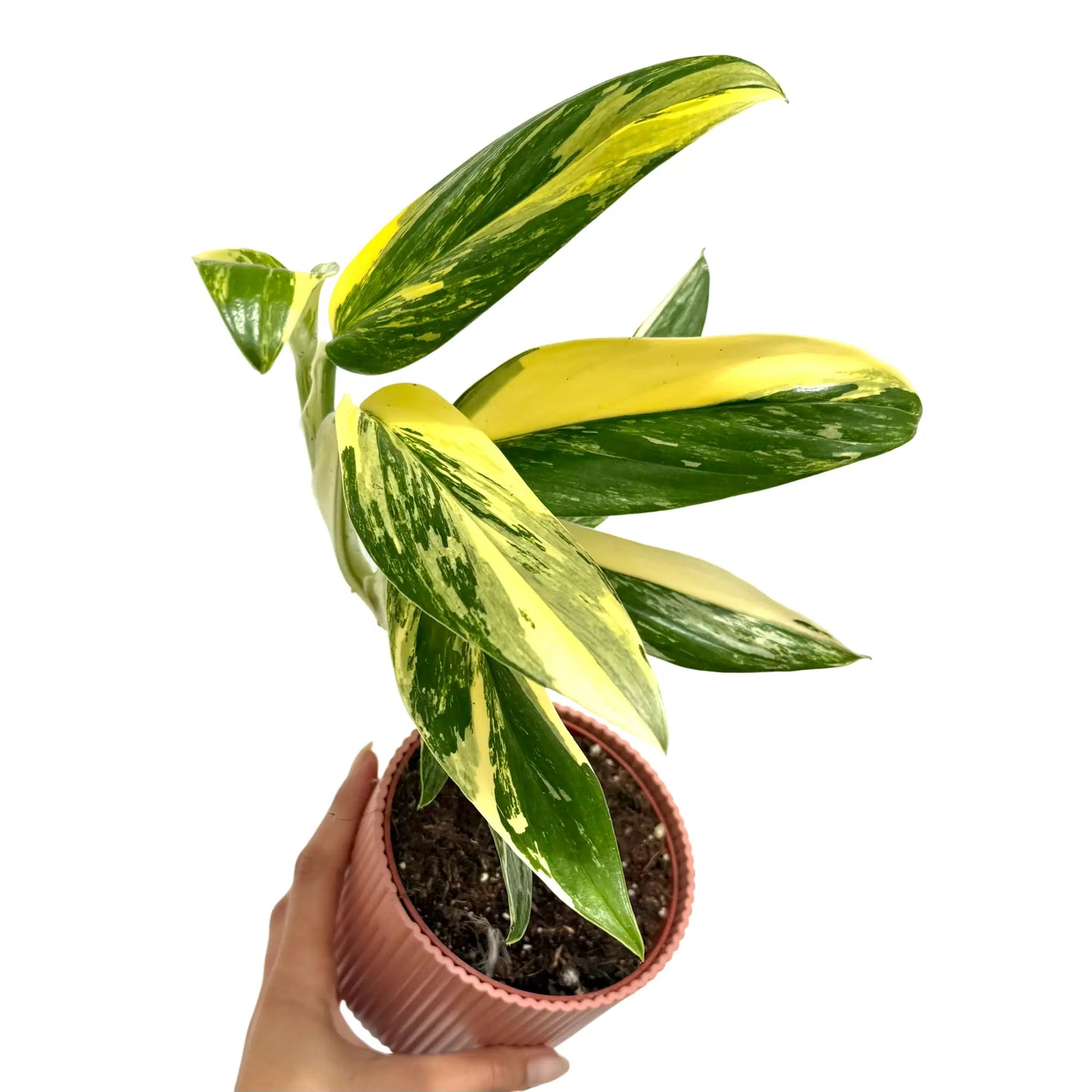 Monstera Standleyana Variegata aux feuilles panachées vert clair et jaune vif dans un pot en plastique rose