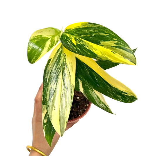 Superbe Monstera Standleyana Variegata aux feuilles vertes et jaunes panachées dans son pot de culture marron