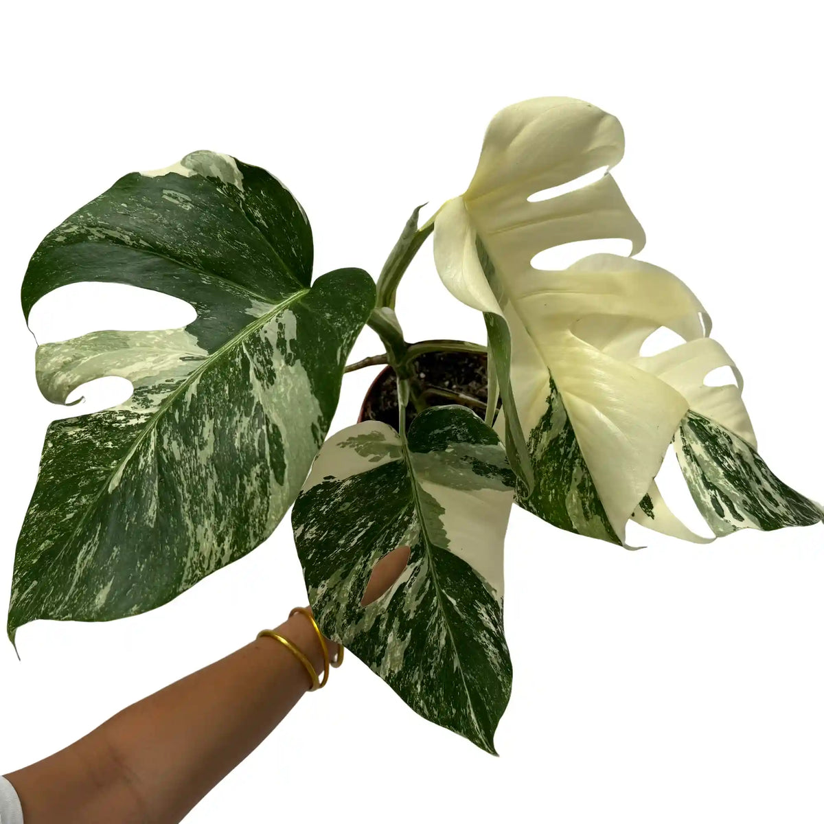 Splendide Monstera Variegata aux feuilles panachées de blanc crème et de vert foncé, dans un pot de culture marron