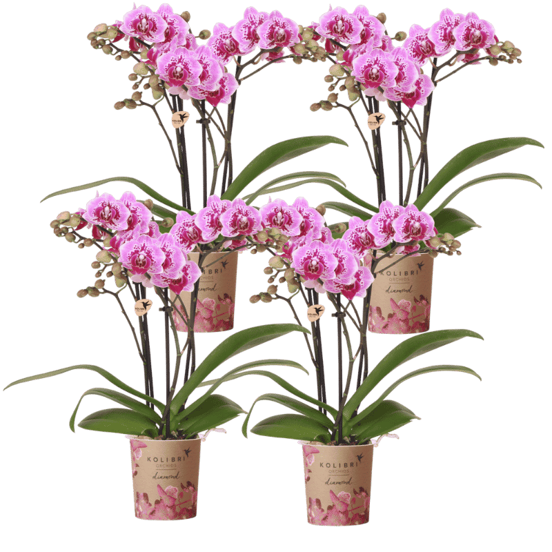 Lot de 2 ou 4 orchidées roses et violettes Phalaenopsis 'El Salvador' - Pot 9 cm