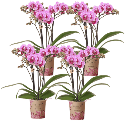 Lot de 2 ou 4 orchidées roses et violettes Phalaenopsis 'El Salvador' - Pot 9 cm
