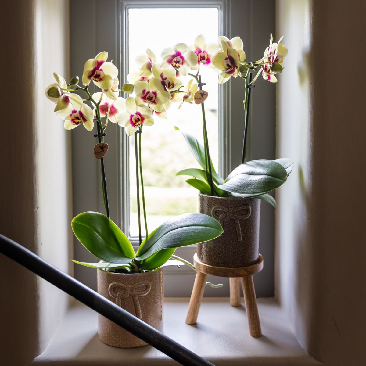 Lot de 2 ou 4 orchidées jaunes et rouges Phalaenopsis 'Uruguay' - Pot 9 cm