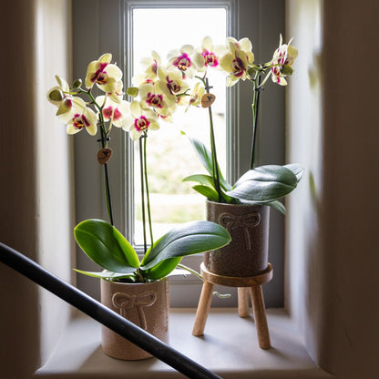 Lot de 2 ou 4 orchidées jaunes et rouges Phalaenopsis 'Uruguay' - Pot 9 cm