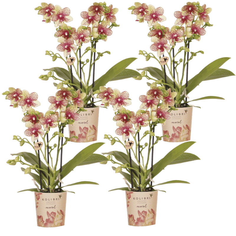 Lot de 2 ou 4 orchidées orange et jaunes Phalaenopsis 'Grosseto' - Pot 9 cm