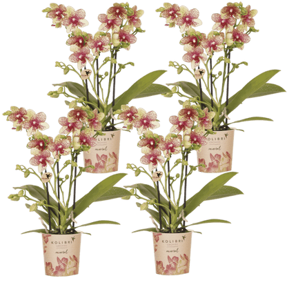 Lot de 2 ou 4 orchidées orange et jaunes Phalaenopsis 'Grosseto' - Pot 9 cm