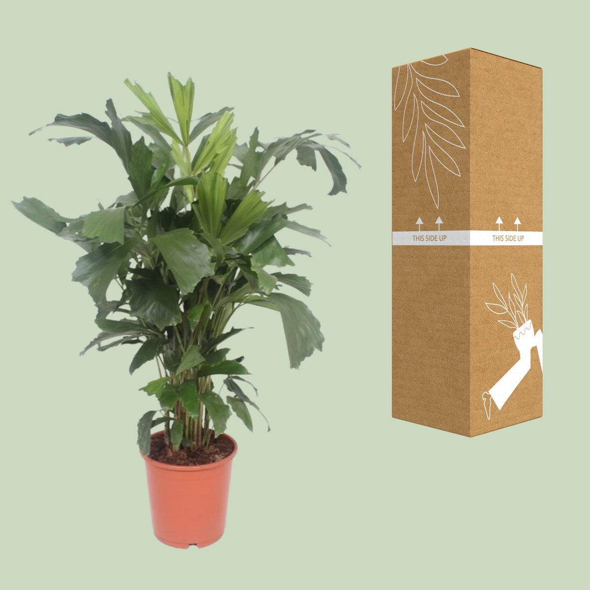 Caryota mitis à côté de son carton de livraison renforcé, expédié par notre producteur partenaire