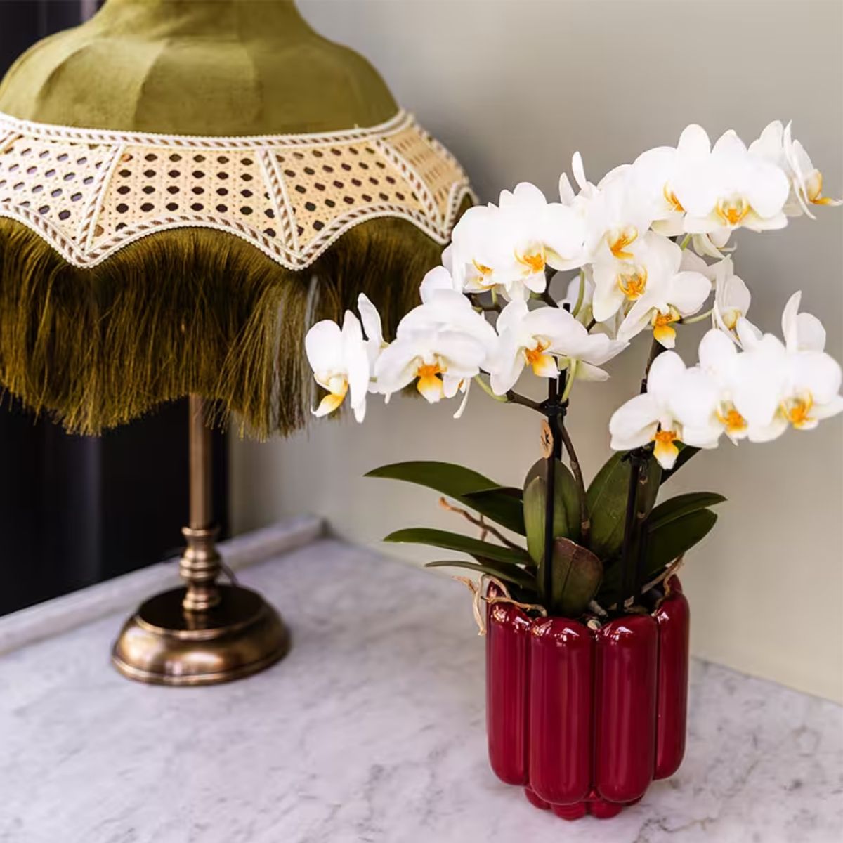 Lot de 2 ou 4 orchidées blanches Phalaenopsis 'Lausanne' - Pot 9 cm