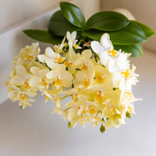 Lot de 2 ou 4 orchidées jaunes Phalaenopsis 'Botanic' - Pot 9 cm