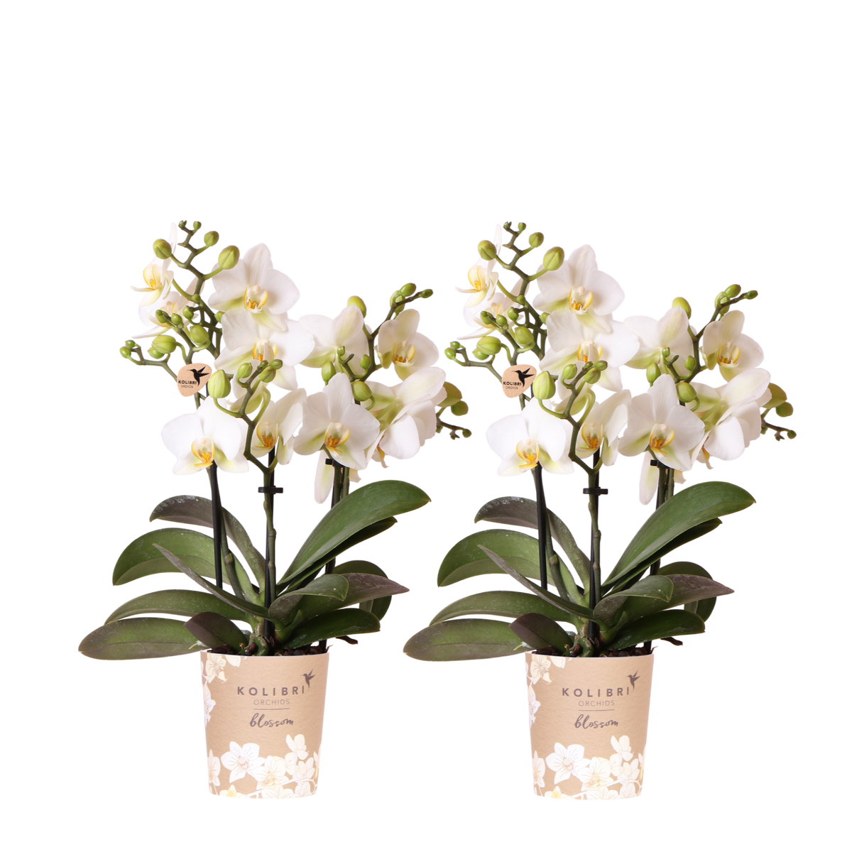 Lot de 2 ou 4 orchidées blanches Phalaenopsis 'Lausanne' - Pot 9 cm