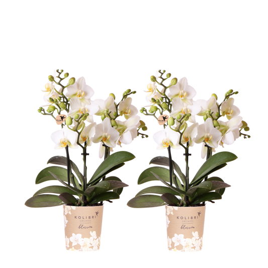 Lot de 2 ou 4 orchidées blanches Phalaenopsis 'Lausanne' - Pot 9 cm