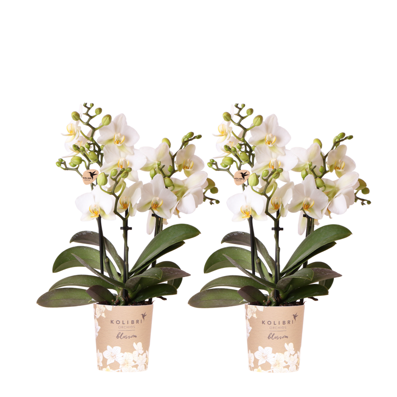Lot de 2 ou 4 orchidées blanches Phalaenopsis 'Lausanne' - Pot 9 cm