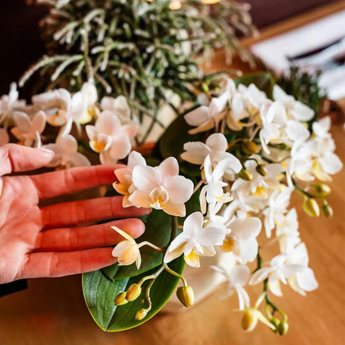 Lot de 2 ou 4 orchidées blanches Phalaenopsis 'Nazaré' - Pot 9 cm
