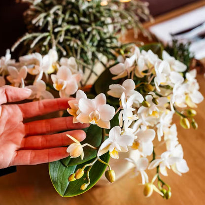 Lot de 2 ou 4 orchidées blanches Phalaenopsis 'Nazaré' - Pot 9 cm