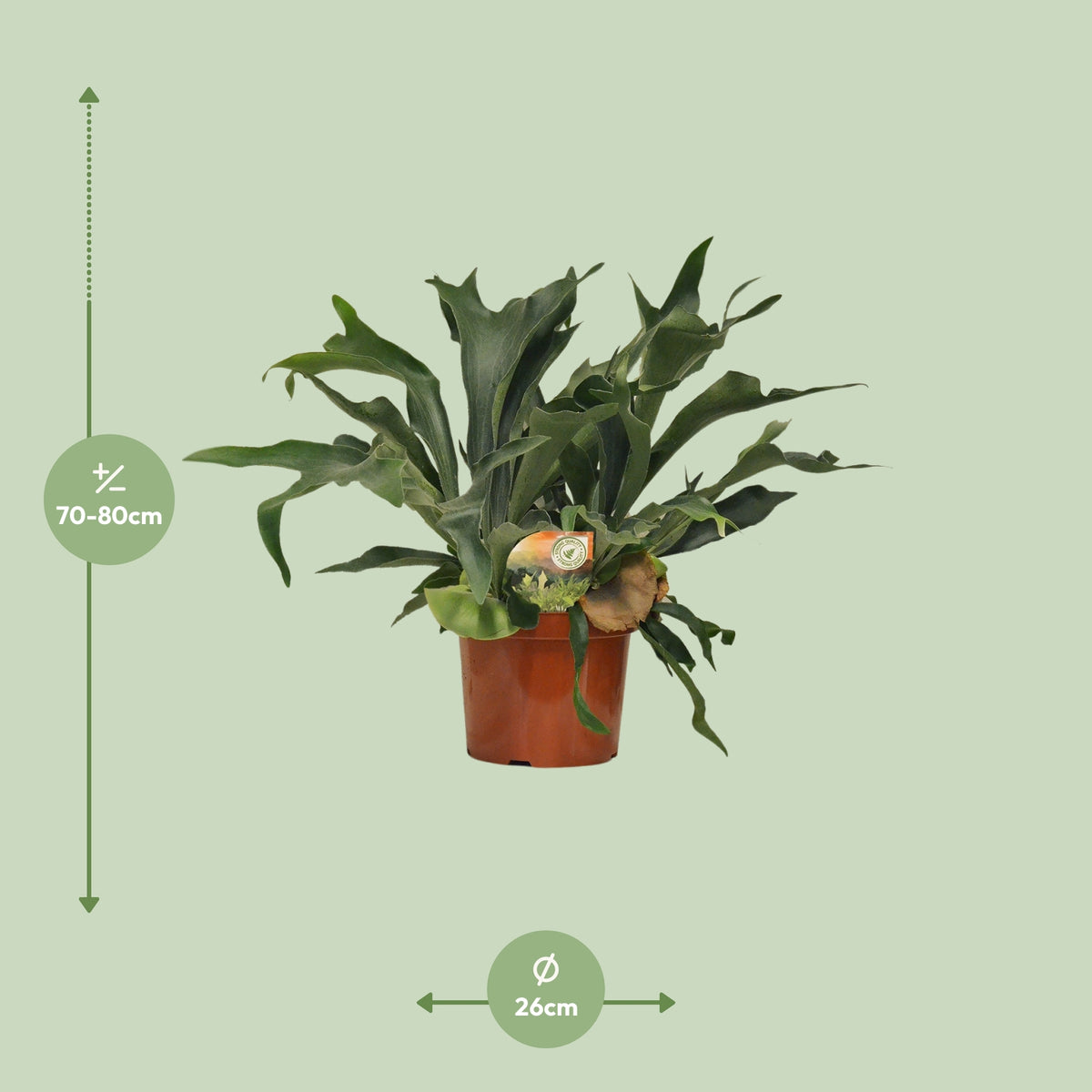 Dimensions du Platycerium bifurcatum livré : pot de 26 cm et hauteur de 80 cm