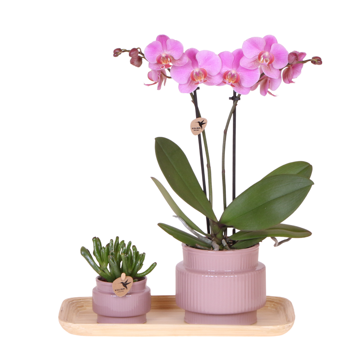 Coffret cadeau orchidée et succulente en cache-pots nervurés - Pot 9 cm