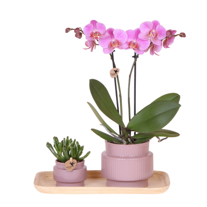 Coffret cadeau orchidée et succulente en cache-pots nervurés - Pot 9 cm