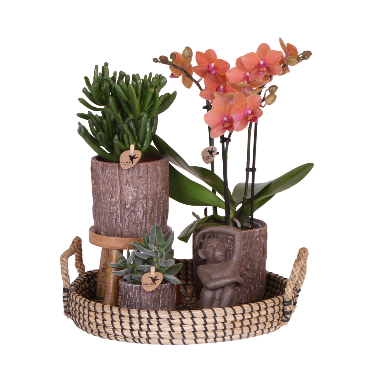 Coffret cadeau orchidée orange et succulentes en cache-pots effet écorce - Pot 9 cm