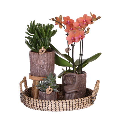 Coffret cadeau orchidée orange et succulentes en cache-pots effet écorce - Pot 9 cm