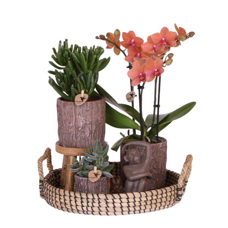 Coffret cadeau orchidée orange et succulentes en cache-pots effet écorce - Pot 9 cm