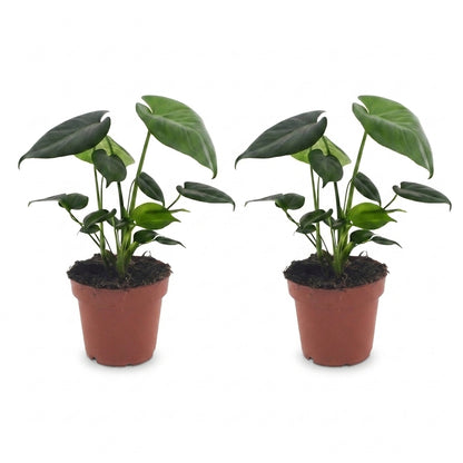 Deux jeunes Monstera Deliciosa en pot de 12cm avec un feuillage vert éclatant sur fond blanc