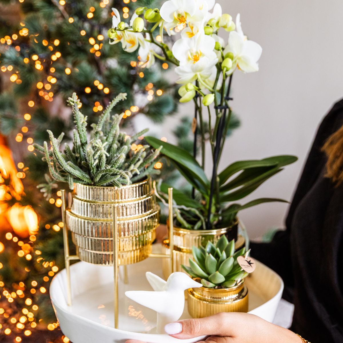Coffret cadeau orchidée blanche et succulentes en cache-pots dorés brillants - Pot 9 cm