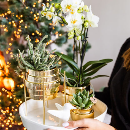 Coffret cadeau orchidée blanche et succulentes en cache-pots dorés brillants - Pot 9 cm