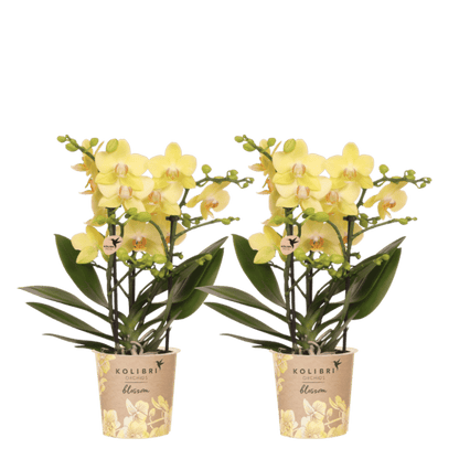 Lot de 2 ou 4 orchidées jaunes Phalaenopsis 'Albenga' - Pot 9 cm