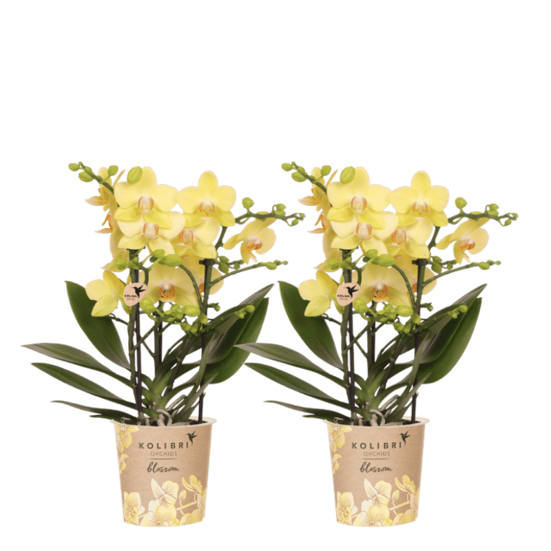 Lot de 2 ou 4 orchidées jaunes Phalaenopsis 'Albenga' - Pot 9 cm