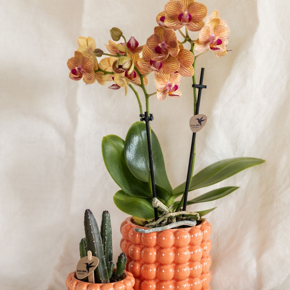 Lot de 2 ou 4 orchidées orange Phalaenopsis 'Jamaica' - Pot 9 cm