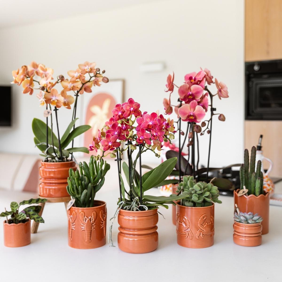 Lot de 2 ou 4 orchidées rose saumon Phalaenopsis 'Narbonne' - Pot 12 cm