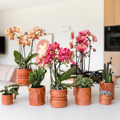 Lot de 2 ou 4 orchidées rose saumon Phalaenopsis 'Narbonne' - Pot 12 cm