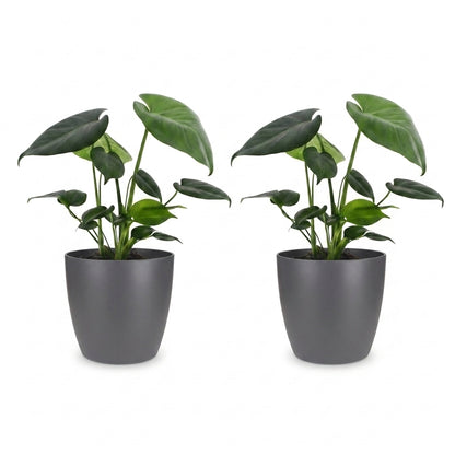 Deux Monstera Deliciosa avec de grandes feuilles vertes et luisantes, chacune dans un cache-pot gris élégant sur fond blanc